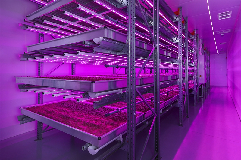 UV LED are widely used indoor for agriculture